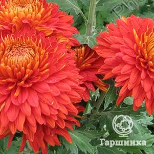 

Хризантема Сударушка