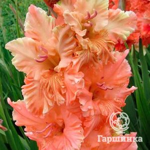 

Гладиолус Магия цвета