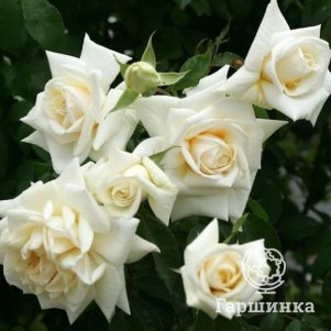 

Роза Илзе Крон Супериор плетистая, Кордес (лиц)