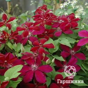 

Клематис Вестерплатте крупноцветковый (2)