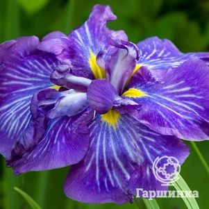 

Ирис мечевидный Электрик Рэйс