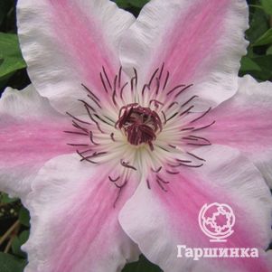 

Клематис Капитан Туле крупноцветковый (2)