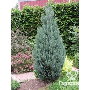 

Кипарисовик Лавсона Колумнарис