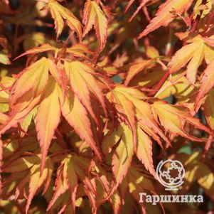 

Клен Катсура веерный