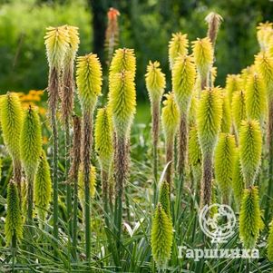 

Книфофия Перси Прайд