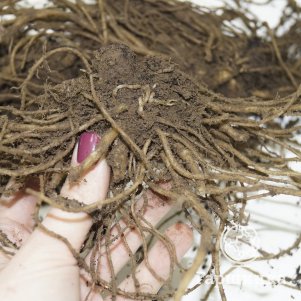 

Колокольчик молочноцветковый Причардз Вэраети