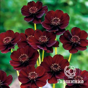 

Космея (Космос) кроваво - красная