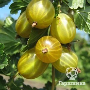 

Крыжовник Белые ночи