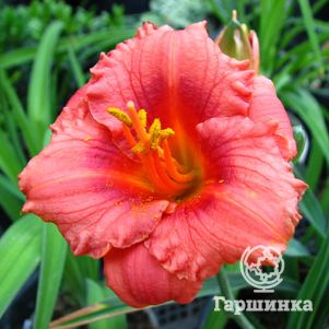 

Лилейник Космополитан