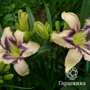 

Лилейник Дестинд ту Си