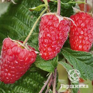 

Малина Брянское диво ремонтантная красная (лицензионная)