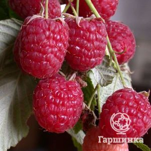 

Малина Геракл ремонтантная красная (лицензионная)