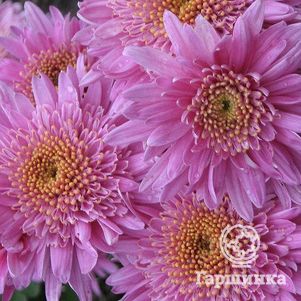 

Хризантема Метеорит