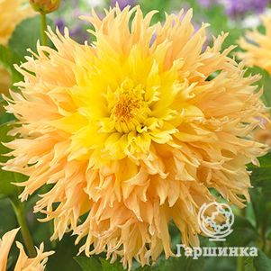 

Георгина Мингус Джошуа бахромчатая