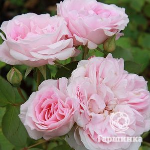 Роза Морден Блаш канадская парковая (лиц)