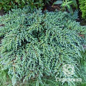 Можжевельник Литл Джоанна чешуйчатый