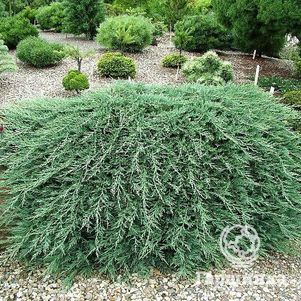 

Можжевельник горизонтальный Вилтони