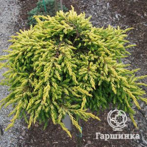 

Можжевельник обыкновенный Голдшатц