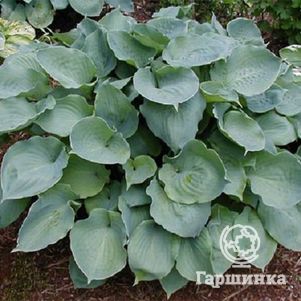 

Хоста Мунлайт Соната (ML)