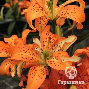 Лилия Маст Си азиатская махровая