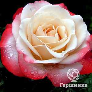 Роза Ностальжи чайно-гибридная, Тантау (лиц)