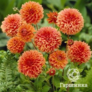 

Георгина Оранж Фубуки декоративная