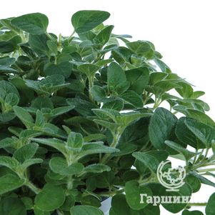 

Душица Маргарита