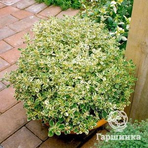 

Душица Панта