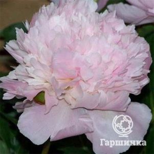 

Пион Алерти