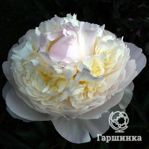 Пион Блаш Квин