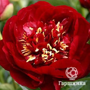 

Пион Бакай Белл