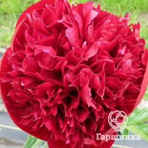 

Пион Комманд Перфоманс