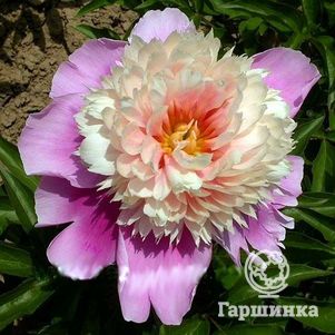 

Пион Леди Либерти