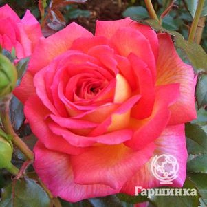 Роза Парфюм де Грассе, НИРП (лиц)