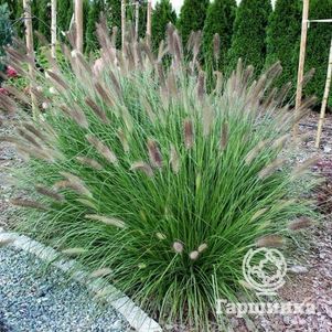 

Пеннисетум Мэджик