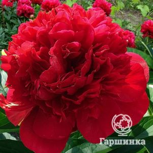 Пион Адольф Руссо