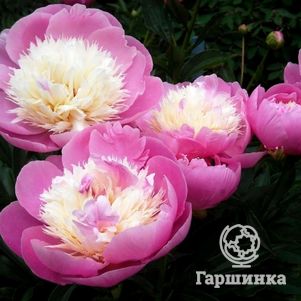 

Пион Бойл оф Бьюти