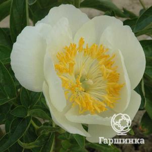 

Пион Старлайт