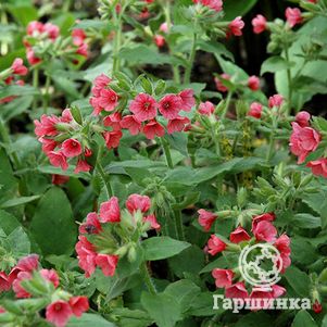 

Медуница красная Боулес Ред