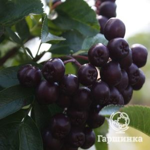 Рябина Ликерная 450₽