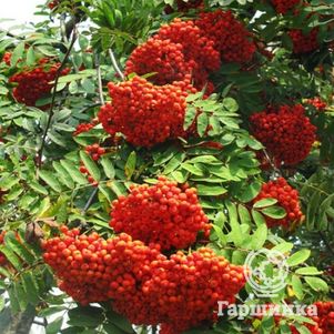 Рябина Сорбинка 450₽