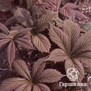 

Роджерсия Шоколате Вингс перистая