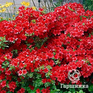 

Рододендрон тупой Арабеск