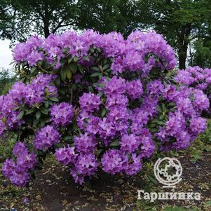 

Рододендрон гибридный Катевбинский Грандифлорум