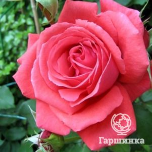 

Роза Ред Инсенс чайно-гибридная, Imperial Rose