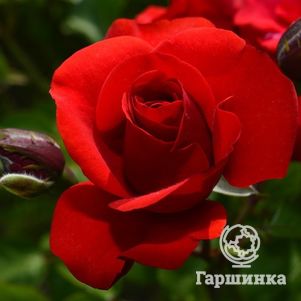 

Роза Эвелин Висонт флорибунда, Imperial Rose