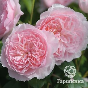 

Роза Висли 2008, Д.Остин кустарниковая (лиц)