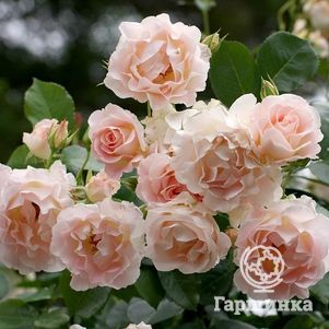 Роза Рококо кустарниковая, Тантау (лиц)