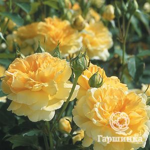 

Роза Мулинекс, Д.Остин кустарниковая (лиц)