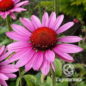 

Эхинацея пурпурная Рубинштейн